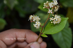 Zanthoxylum ovalifolium